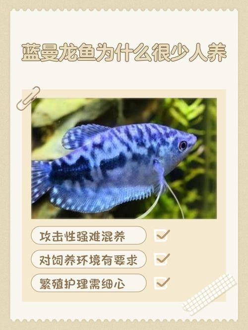 給我一些藍龍魚的圖片：藍龍魚圖片欣賞