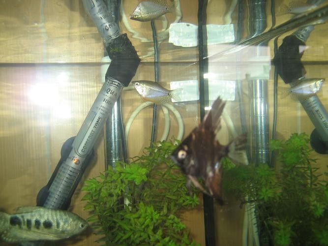 給我一些藍龍魚的圖片：藍龍魚圖片欣賞