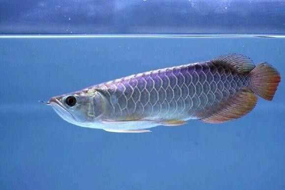 給我一些藍龍魚的圖片：藍龍魚圖片欣賞
