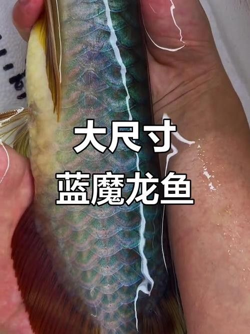 給我一些藍龍魚的圖片：藍龍魚圖片欣賞