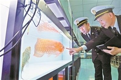 如何給龍魚(yú)做檢疫：呼倫貝爾大草原龍魚(yú)檢疫常識(shí)與急救措施龍魚(yú)檢疫常識(shí)