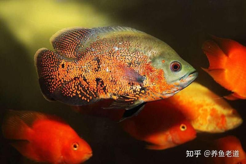 洛賓紅龍飼養難度大嗎？：洛賓紅龍的飼養難度大嗎？