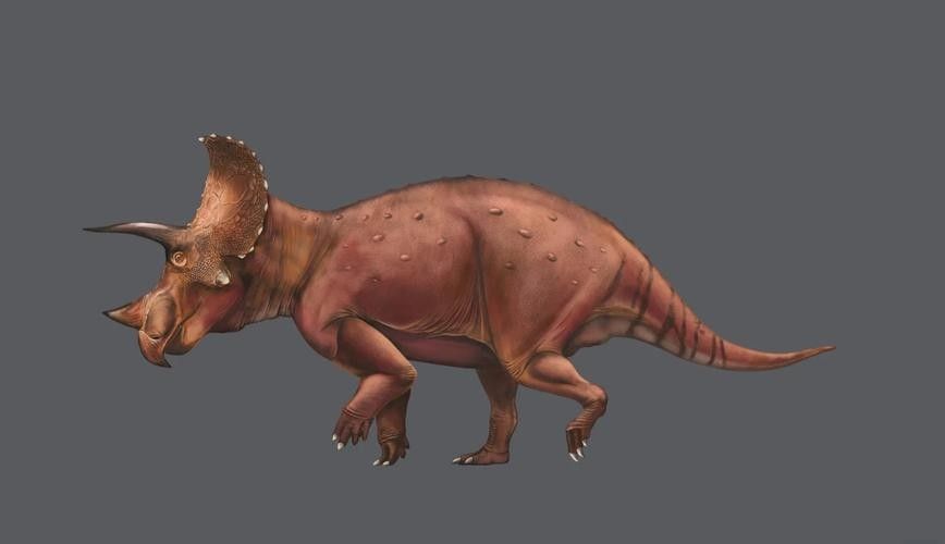 高清三角龍魚圖片有哪些特點：三角龍魚圖片有哪些特點？