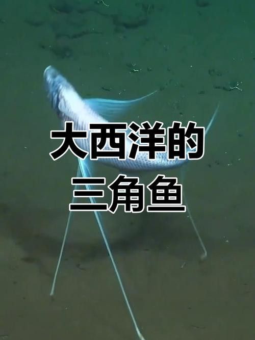 高清三角龍魚圖片有哪些特點：三角龍魚圖片有哪些特點？