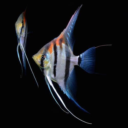 高清三角龍魚圖片有哪些特點：三角龍魚圖片有哪些特點？