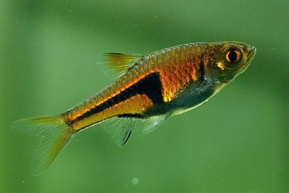 高清三角龍魚圖片有哪些特點：三角龍魚圖片有哪些特點？
