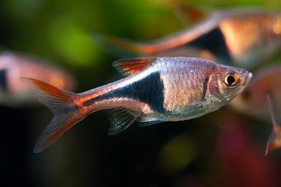 高清三角龍魚圖片有哪些特點：三角龍魚圖片有哪些特點？