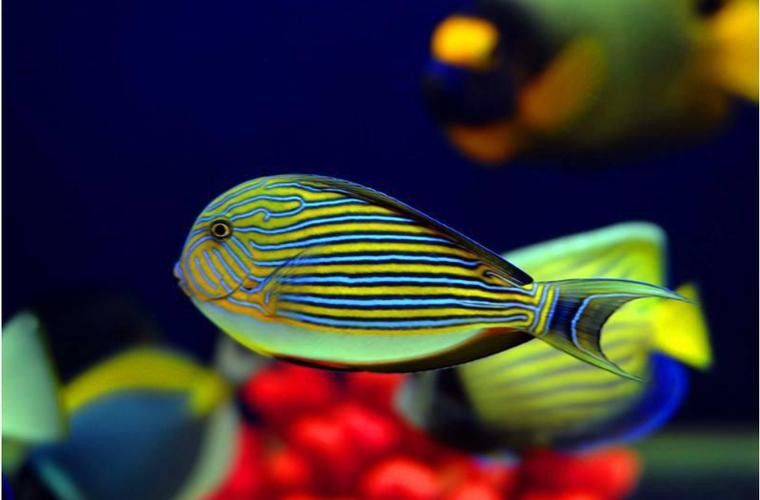 高清三角龍魚圖片有哪些特點：三角龍魚圖片有哪些特點？