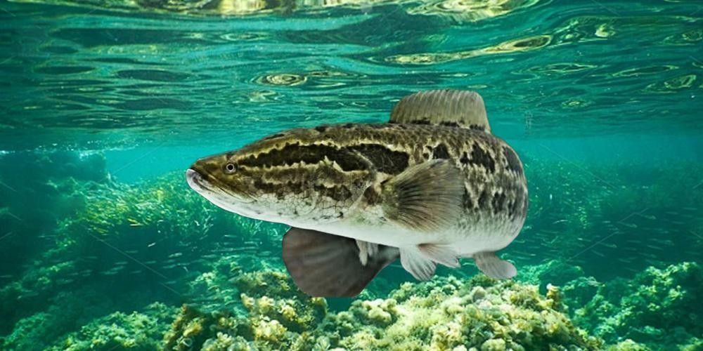 高清三角龍魚圖片有哪些特點：三角龍魚圖片有哪些特點？