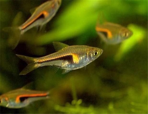 高清三角龍魚圖片有哪些特點：三角龍魚圖片有哪些特點？
