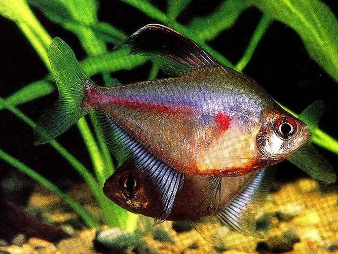 高清三角龍魚圖片有哪些特點：三角龍魚圖片有哪些特點？
