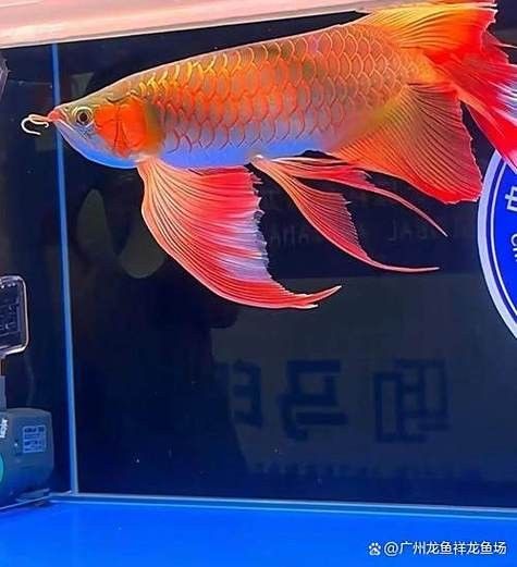 高清三角龍魚圖片有哪些特點：三角龍魚圖片有哪些特點？