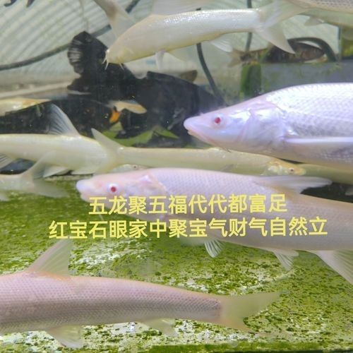 白子招財龍的價格是多少：大尺寸白子招財龍冷水大型觀賞魚錦鯉配魚不加溫好飼養
