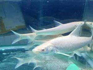 白子招財龍的價格是多少：大尺寸白子招財龍冷水大型觀賞魚錦鯉配魚不加溫好飼養