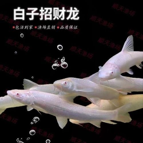 白子招財龍的價格是多少：大尺寸白子招財龍冷水大型觀賞魚錦鯉配魚不加溫好飼養