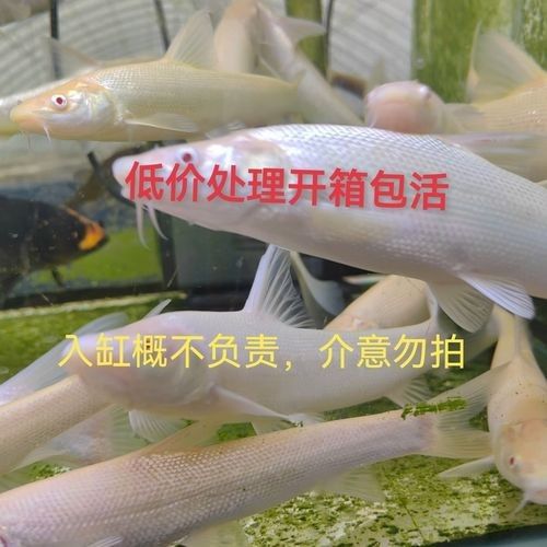 白子招財龍的價格是多少：大尺寸白子招財龍冷水大型觀賞魚錦鯉配魚不加溫好飼養