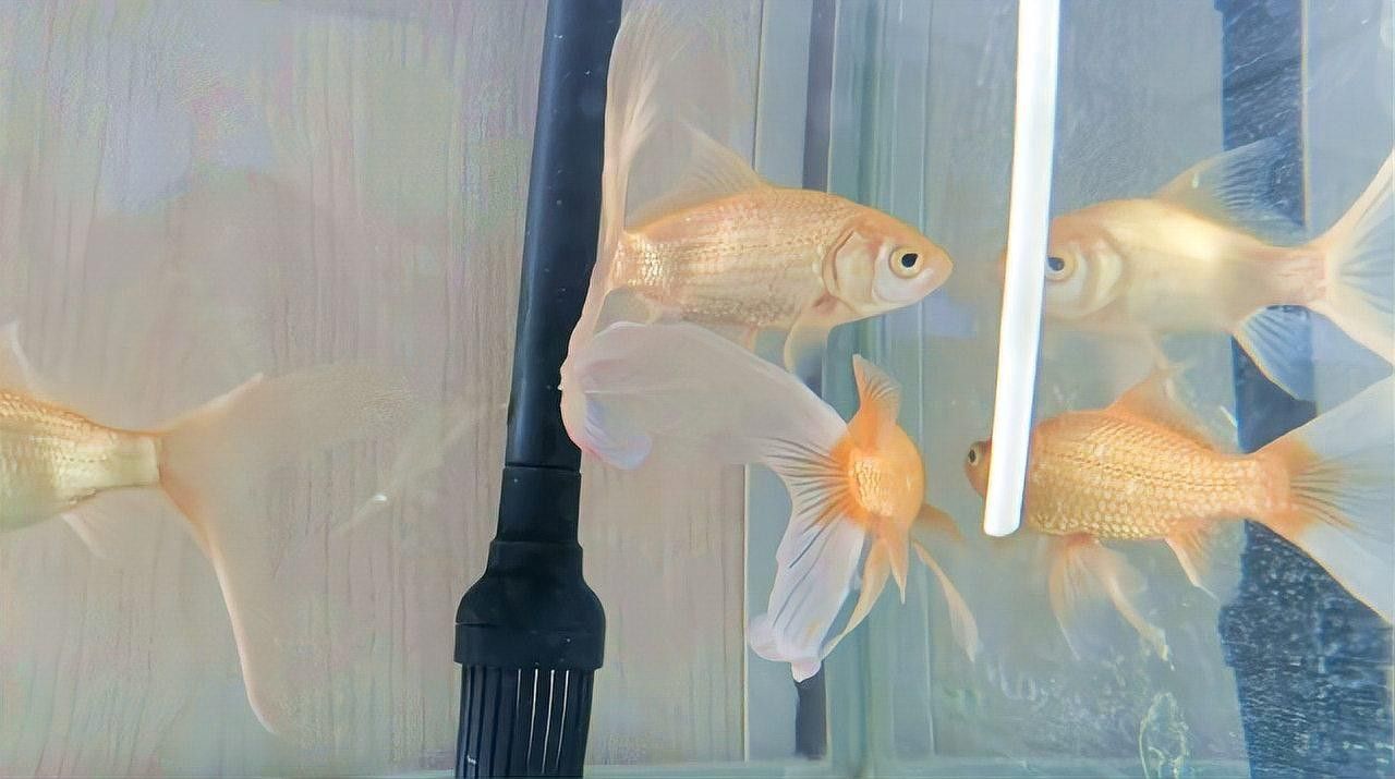 金龍魚水霉病的癥狀有哪些：金龍魚水霉病有哪些癥狀？