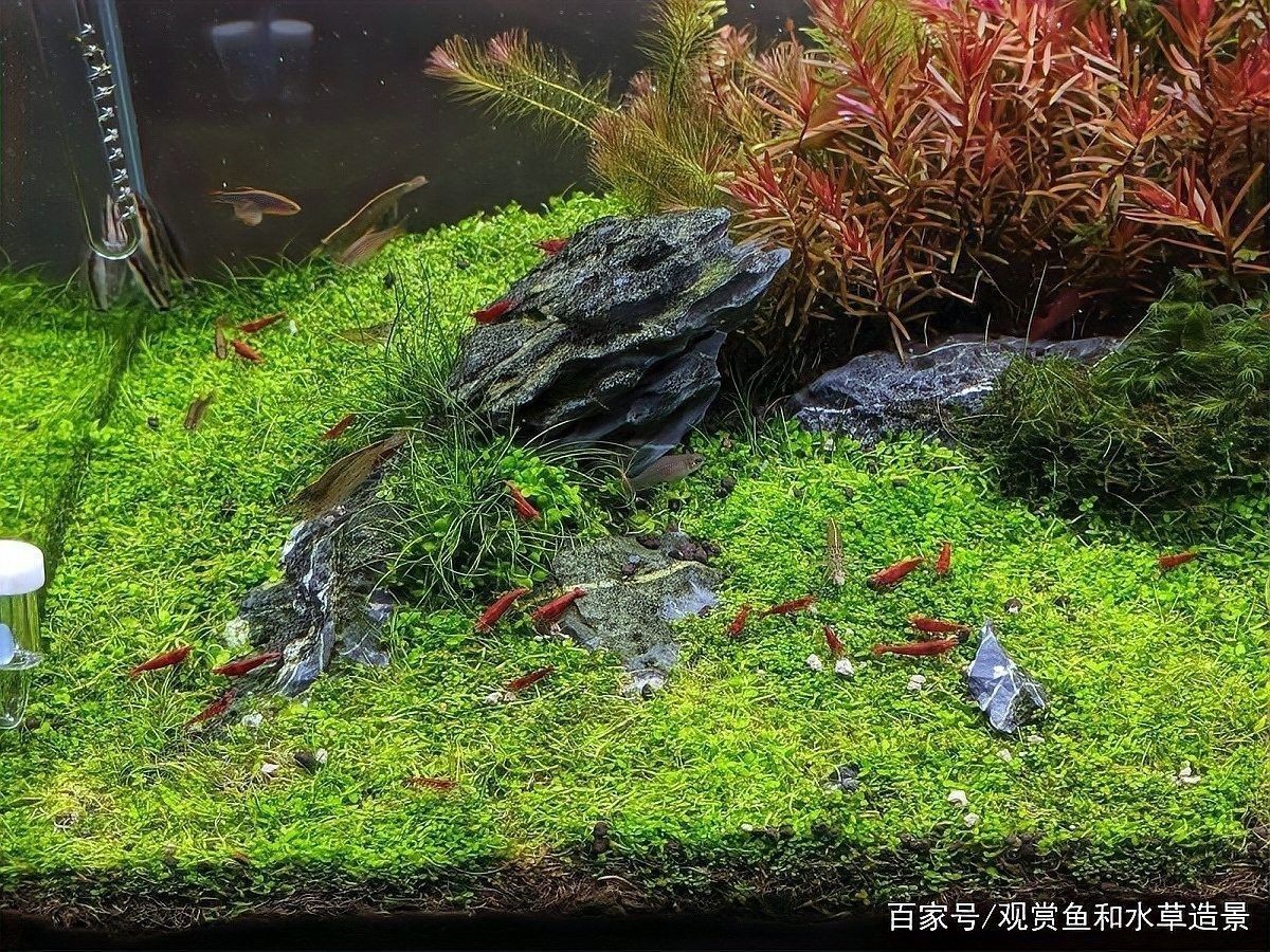 如何選擇適合紅龍的造景石：為紅龍選擇造景石需要考慮以下幾個因素，紅龍魚缸造景需要考慮