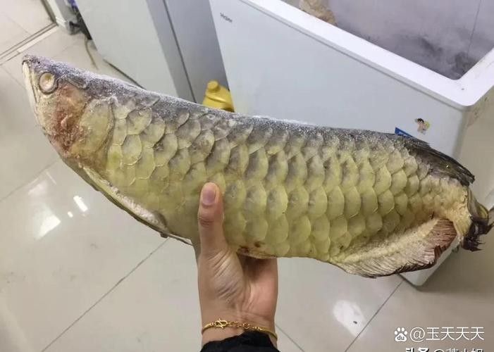 龍魚表情包有哪些：龍圖表情包大集合