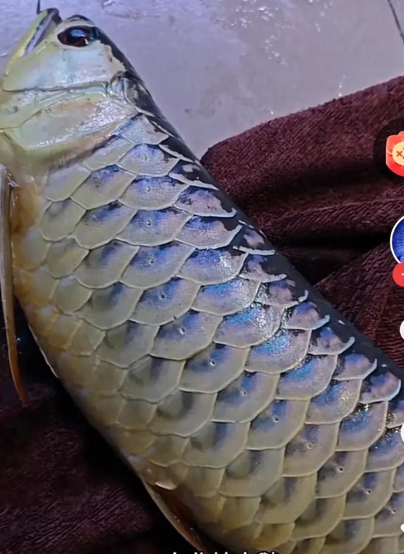 龍魚表情包有哪些：龍圖表情包大集合