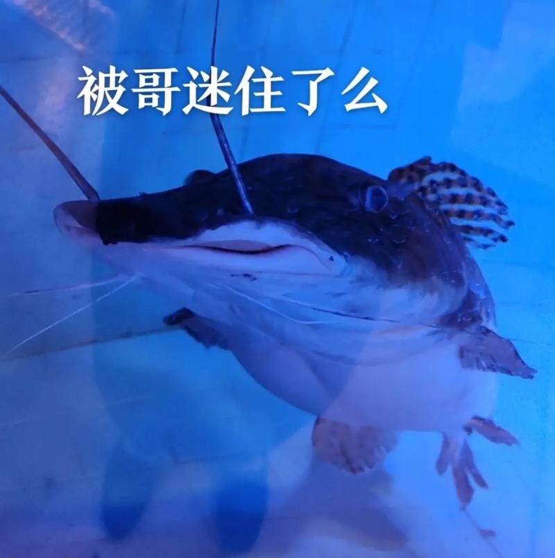 龍魚表情包有哪些：龍圖表情包大集合