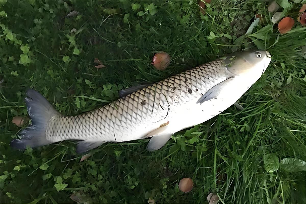 飛蠅假餌的釣魚成功率如何：《原神》飛蠅鉤釣魚成功率因目標(biāo)魚種、水域環(huán)境及操作技巧而異