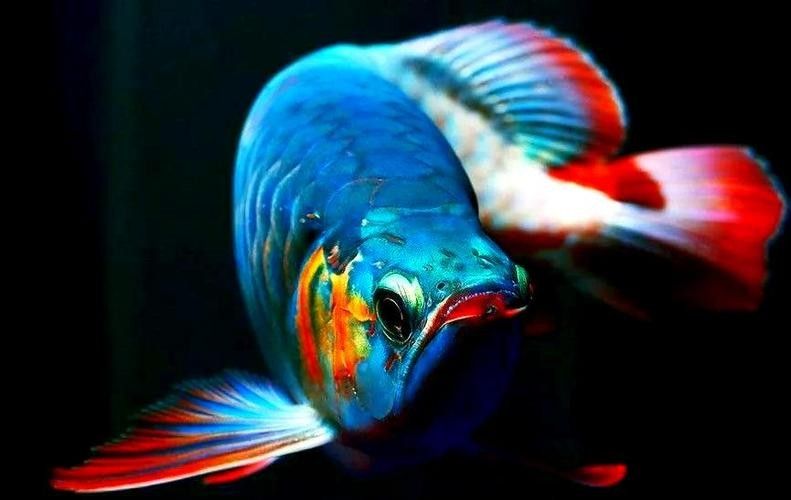 給我瑰寶龍紅龍魚的具體圖片：印度尼西亞iki集團優選基因培育瑰寶龍紅龍魚