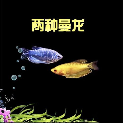 曼龍魚混養的最佳搭配是什么：\曼龍魚混養指南:曼龍魚混養指南