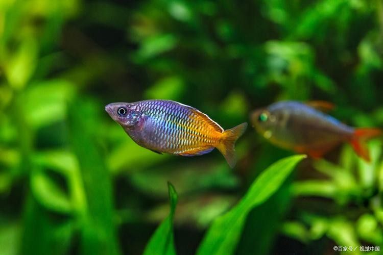 曼龍魚混養的最佳搭配是什么：\曼龍魚混養指南:曼龍魚混養指南