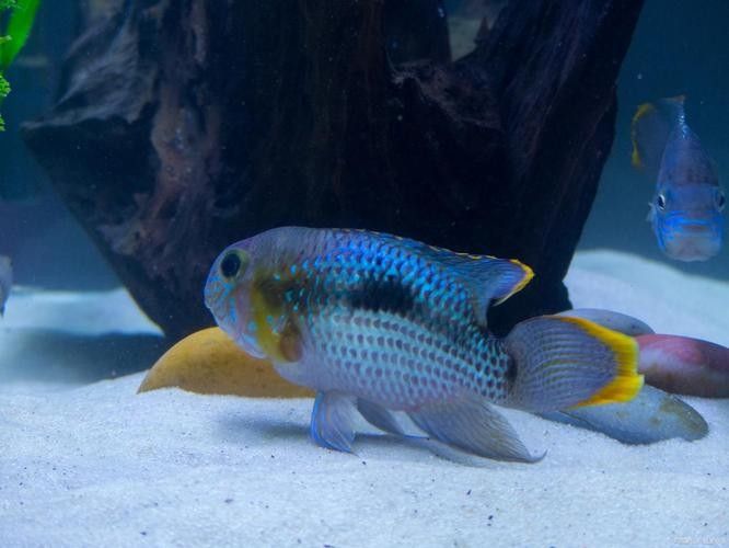 曼龍魚混養的最佳搭配是什么：\曼龍魚混養指南:曼龍魚混養指南