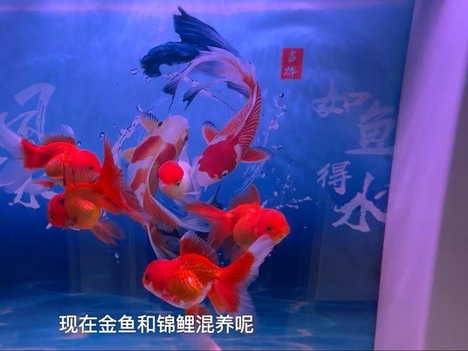 金魚和錦鯉混養(yǎng)需要注意什么：金魚和錦鯉混養(yǎng)的利與弊全解析金魚和錦鯉混養(yǎng)的利與弊