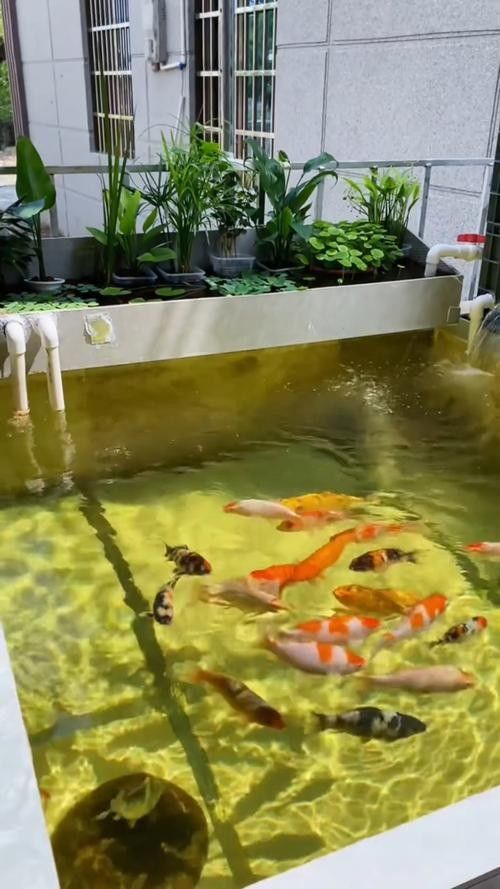 金魚和錦鯉混養(yǎng)需要注意什么：金魚和錦鯉混養(yǎng)的利與弊全解析金魚和錦鯉混養(yǎng)的利與弊