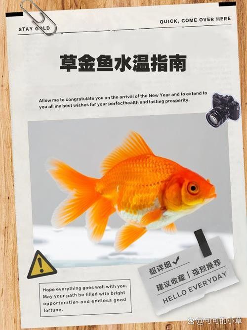 金魚和錦鯉混養(yǎng)需要注意什么：金魚和錦鯉混養(yǎng)的利與弊全解析金魚和錦鯉混養(yǎng)的利與弊