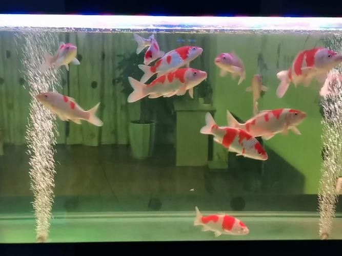 金魚和錦鯉混養(yǎng)需要注意什么：金魚和錦鯉混養(yǎng)的利與弊全解析金魚和錦鯉混養(yǎng)的利與弊