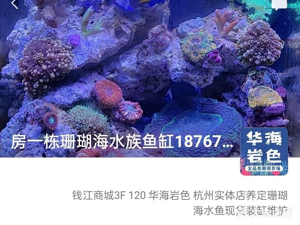 拱墅哪個(gè)水族館龍魚(yú)好？祥龍魚(yú)場(chǎng)龍魚(yú)：杭州拱墅區(qū)水族館|祥龍魚(yú)場(chǎng)聊城分店