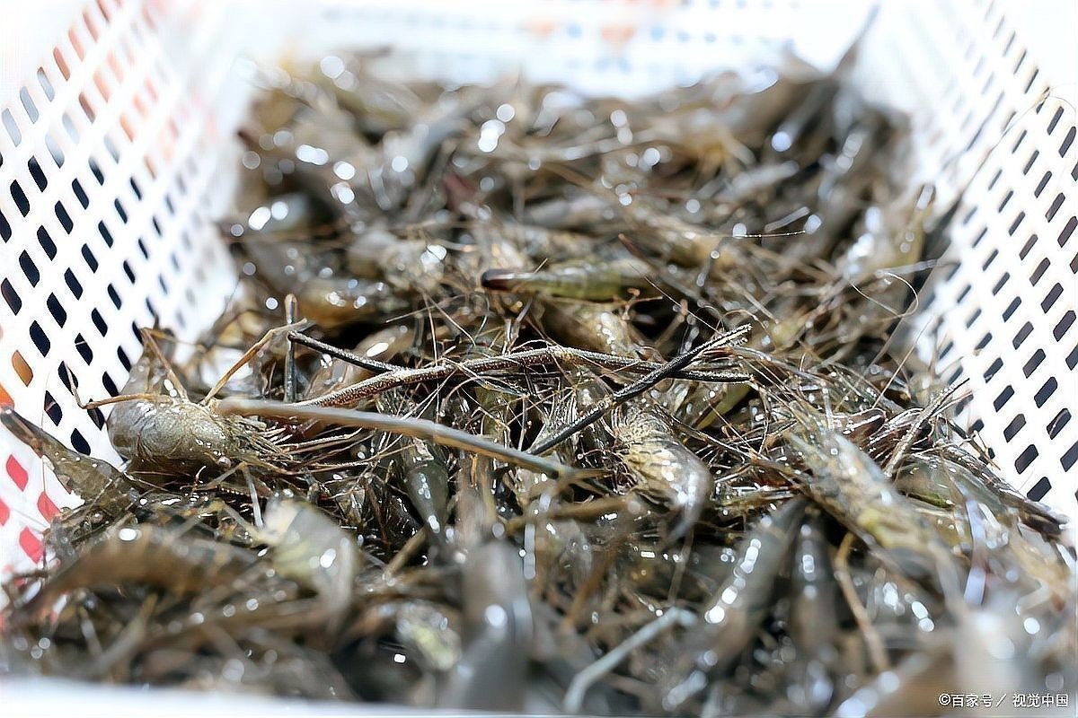 龍魚喂食河蝦苗需要去殼嗎：龍魚喂食河蝦苗的注意事項