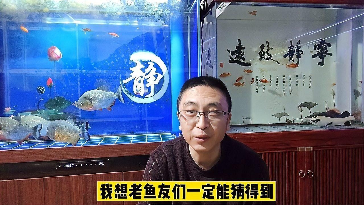 混養時需要注意哪些常見問題：觀賞魚混養的注意事項
