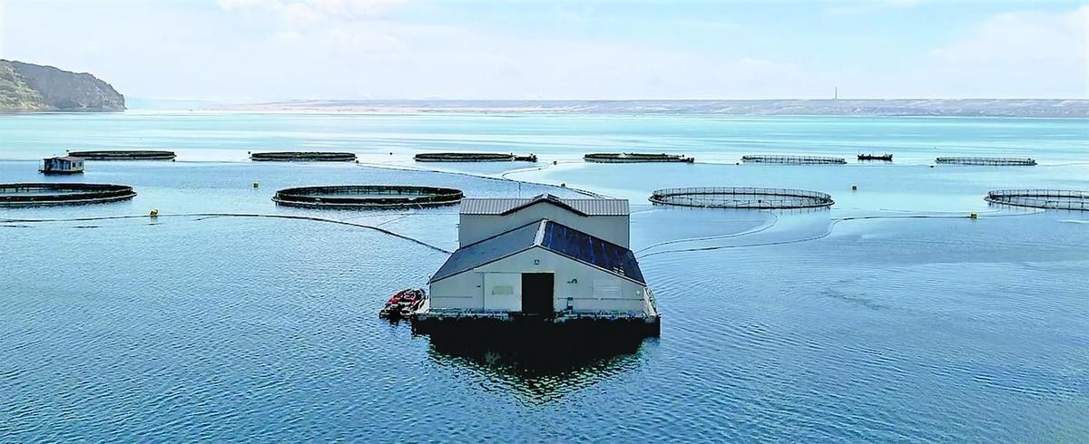 海南州哪個水族館龍魚好？祥龍魚場龍魚：海南州祥龍魚場