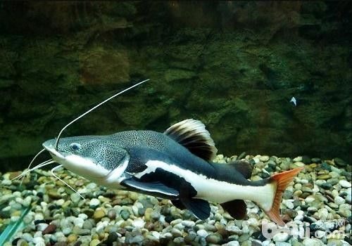 招財貓魚多久喂一次合適？：招財貓魚吃什么