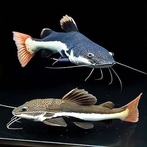 招財貓魚多久喂一次合適？：招財貓魚吃什么