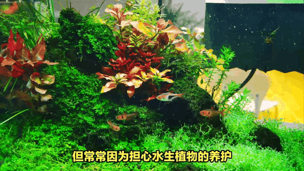 如何保持龍魚缸中的水質穩定：保持龍魚缸水質穩定的技巧