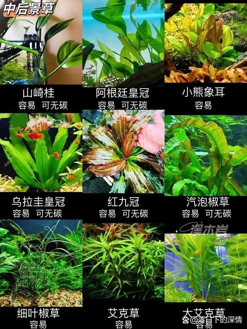 如何保持龍魚缸中的水質穩定：保持龍魚缸水質穩定的技巧