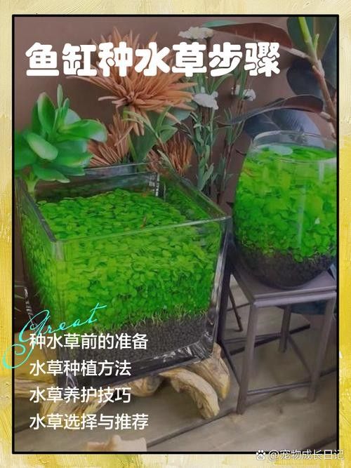 如何保持龍魚缸中的水質穩定：保持龍魚缸水質穩定的技巧