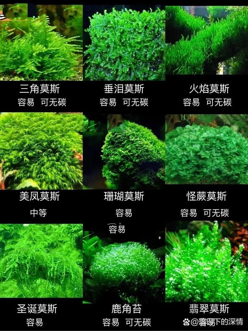 如何保持龍魚缸中的水質穩定：保持龍魚缸水質穩定的技巧