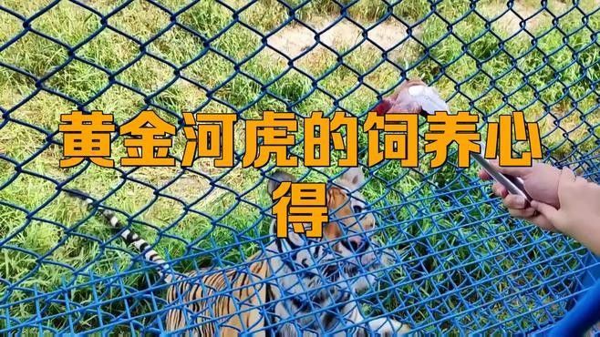 黃金河虎和龍魚混養需要注意什么：黃金河虎和龍魚混養需要注意哪些問題帝龍說龍魚聽 黃金河虎和龍魚混養需要注意什么：黃金河虎和龍魚混養需要注意哪些問題帝龍說龍魚聽 龍魚百科 第2張