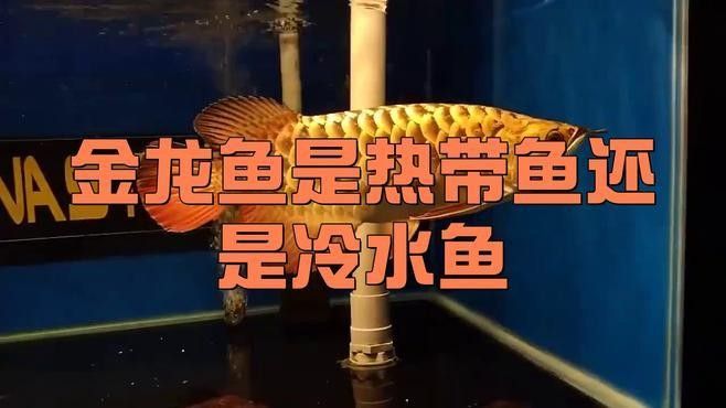 金龍魚在什么溫度下會死亡？：金龍魚多少度會冷死