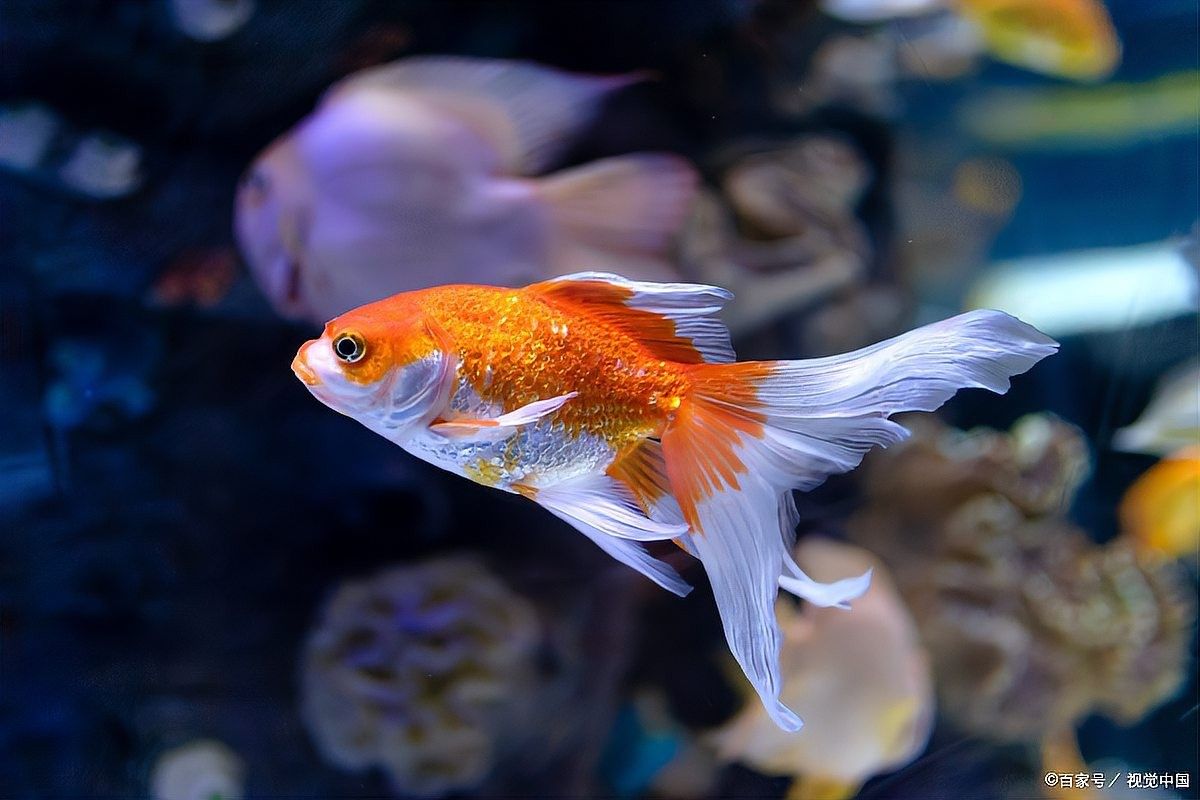 龍魚眼睛白膜多久能好：龍魚白膜的恢復時間取決于多種因素