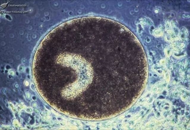 白點病會傳染給其他魚嗎：白點病會傳染給其他魚嗎39健康網魚缸養魚學而記