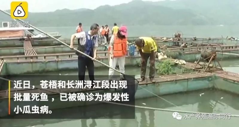 白點病會傳染給其他魚嗎：白點病會傳染給其他魚嗎39健康網魚缸養魚學而記
