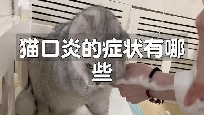 龍貓流口水會自愈需要多長時間：貓咪流口水能自愈嗎